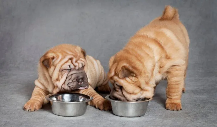 zmiana karmy szczeniak dorosły pies