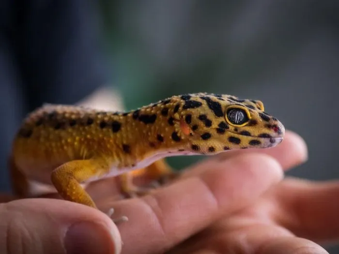 Zdjęcie Gdzie kupić gekona lamparciego? Sprawdzone źródła i porady