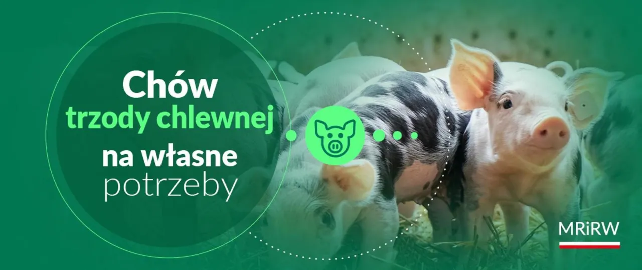 Czy można hodować świnie na własny użytek? Kilka uroczych prosiak&oacute;w na zielonym tle z tekstem.
