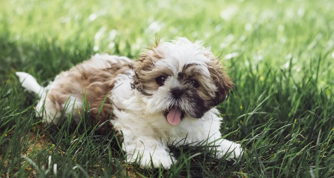 Uroczy szczeniak Shih Tzu leży na trawie. Pamiętaj, kiedy odrobaczyć szczeniaka, by był zdrowy i szczęśliwy.