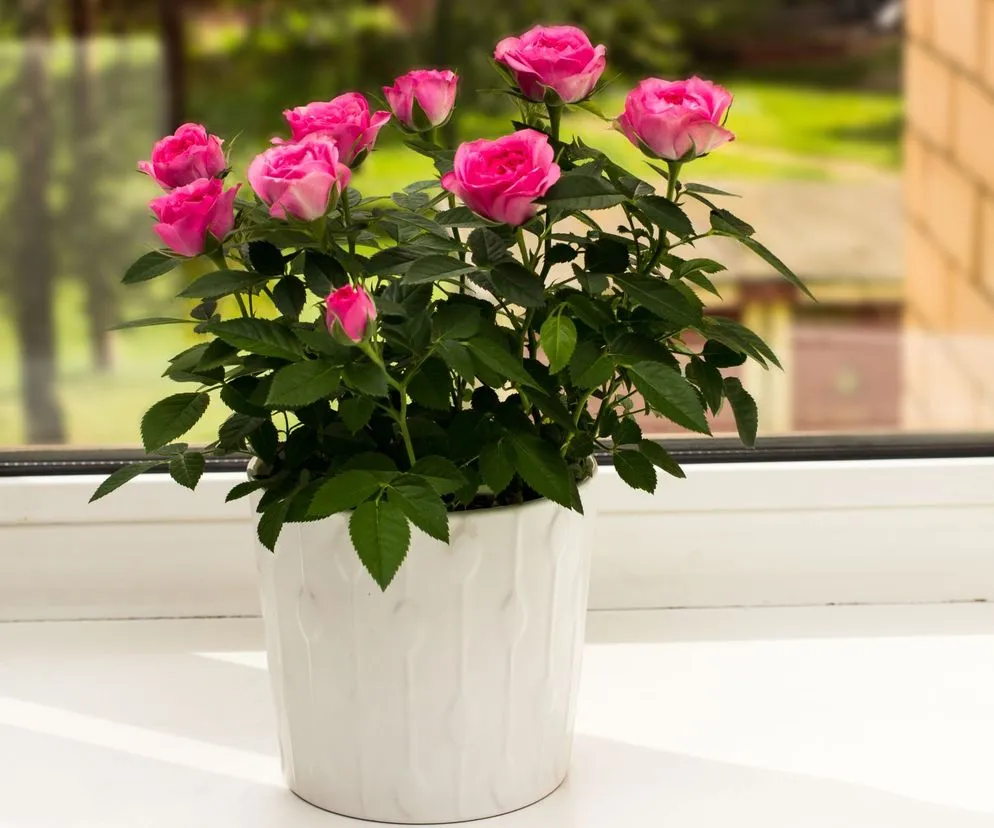 r&oacute;że miniaturowe w doniczce