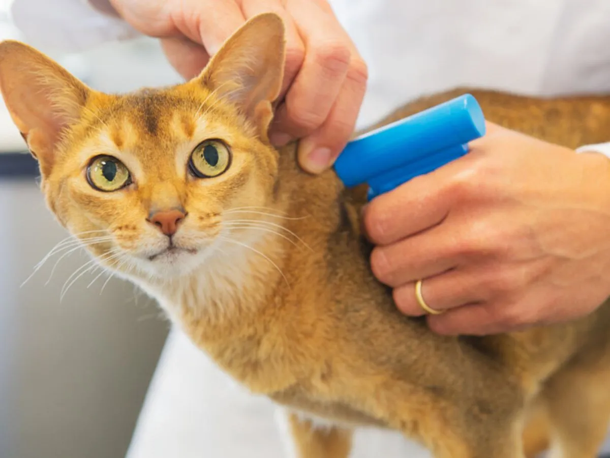 kot z czipem i adres&oacute;wką