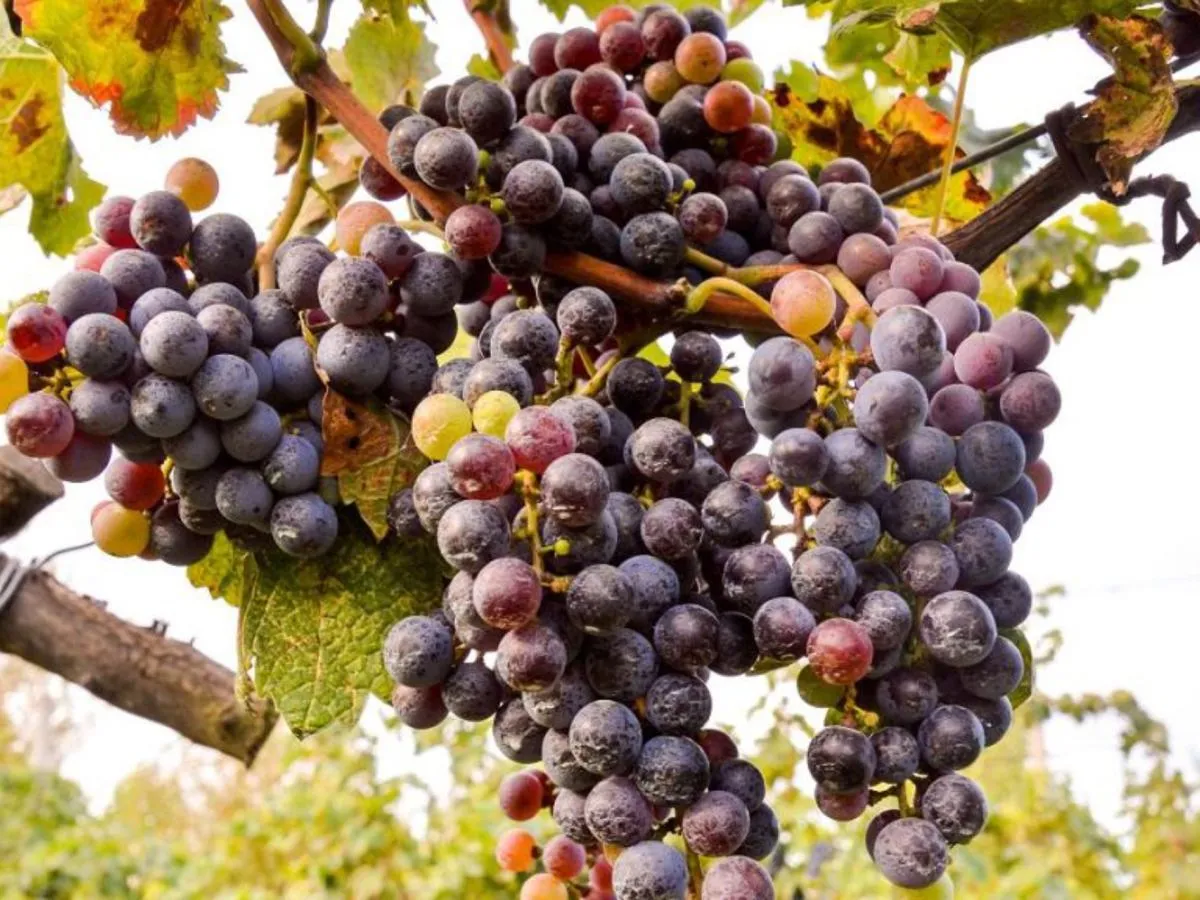 Dojrzałe, ciemne winogrona zwisające z krzewu. Idealne do domowego nawozu do winogron, kt&oacute;ry zapewni im soczystość i słodycz.