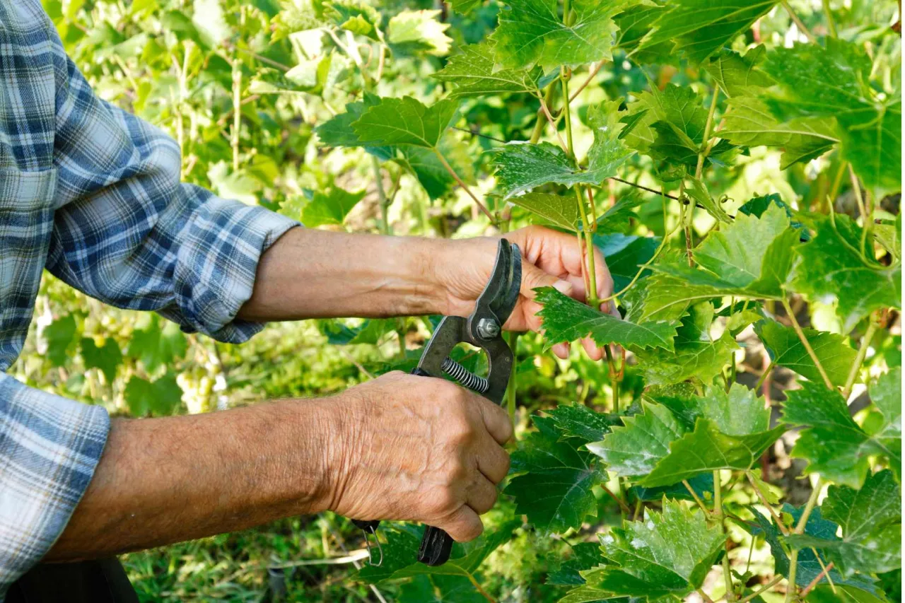 kalendarz przycinania winorośli