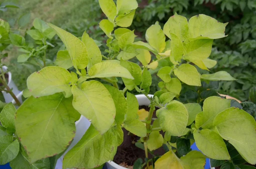 zdrowe i chore ziemniaki niedobory nawoz&oacute;w