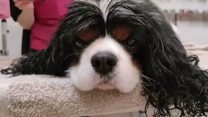 Cavalier King Charles Spaniel pielęgnacja sierści szczotkowanie