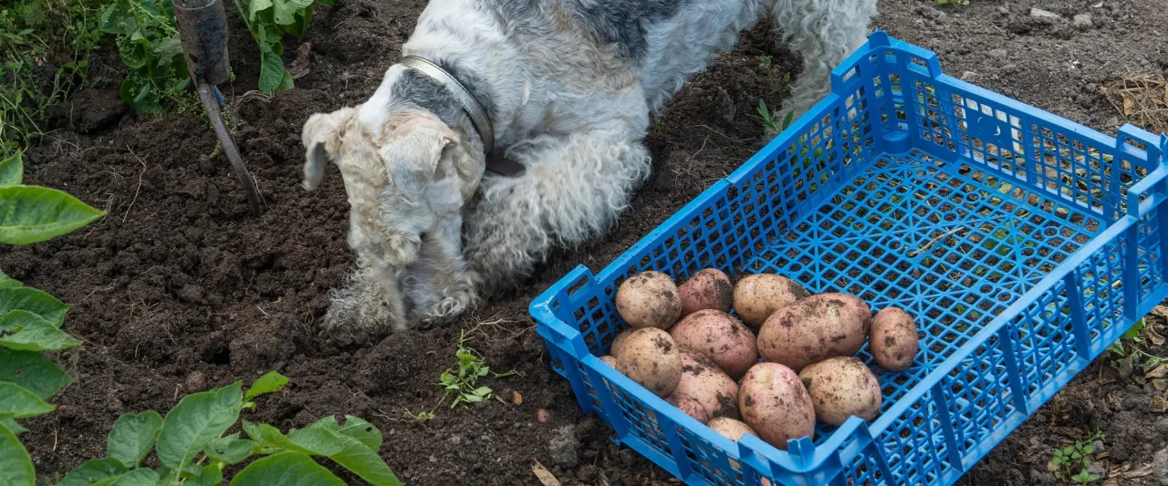 Pies kopie ziemniaki, a obok stoi niebieska skrzynka z plonem. Czy psy mogą jeść surowe ziemniaki?