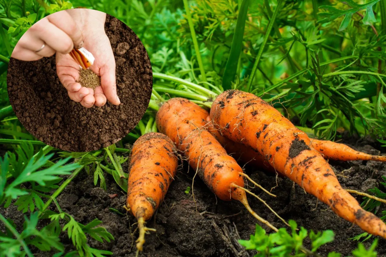 Pokazano, jak siać marchew do gruntu. W dłoni trzymane są nasiona, a obok rosną już dojrzałe marchewki.