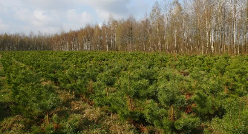 młode zalesienie grunt&oacute;w rolnych