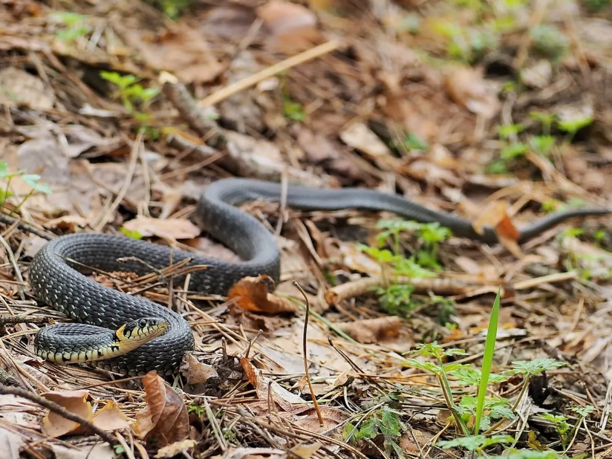 Zaskroniec gniewosz padalec porównanie