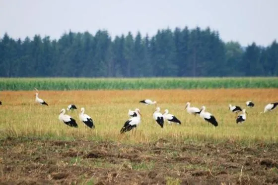 sejmik bociani na łące