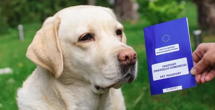 Zdjęcie Paszport dla psa ile ważny? Odkryj, jak utrzymać jego ważność