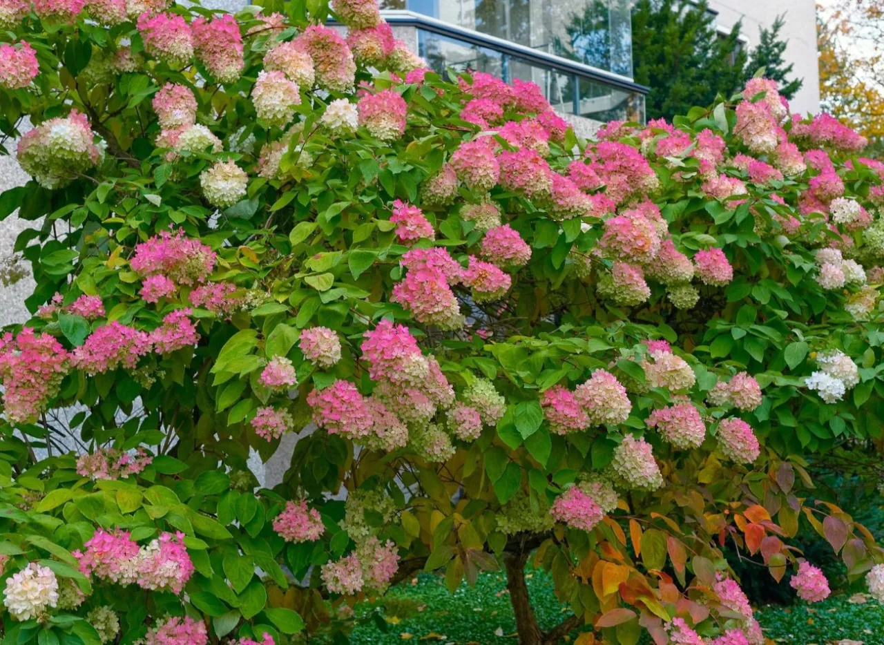 hortensja bukietowa na pniu cięcie formowanie korony