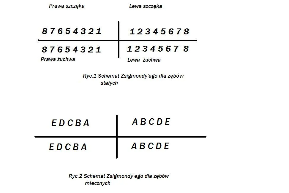 numeracja zęb&oacute;w FDI siekacze