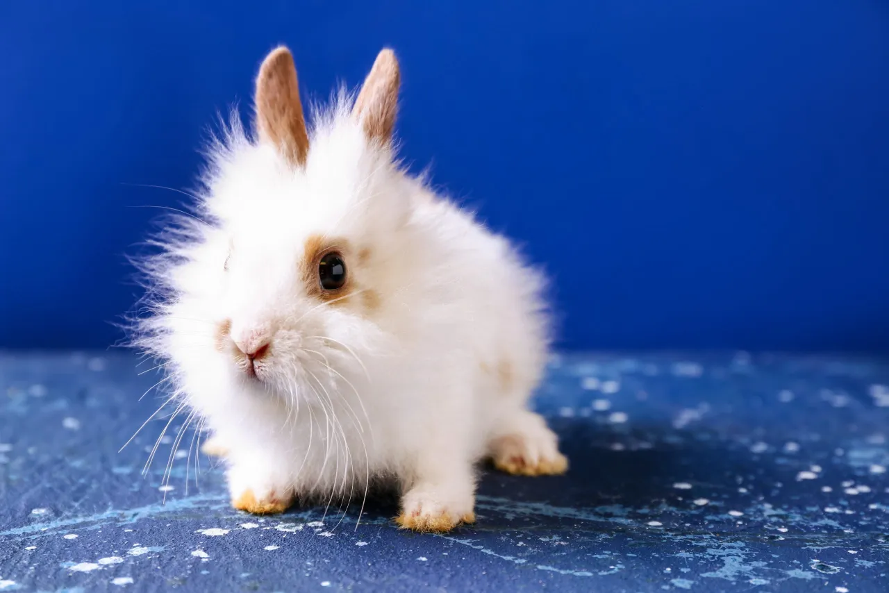 mowa ciała królika agresja