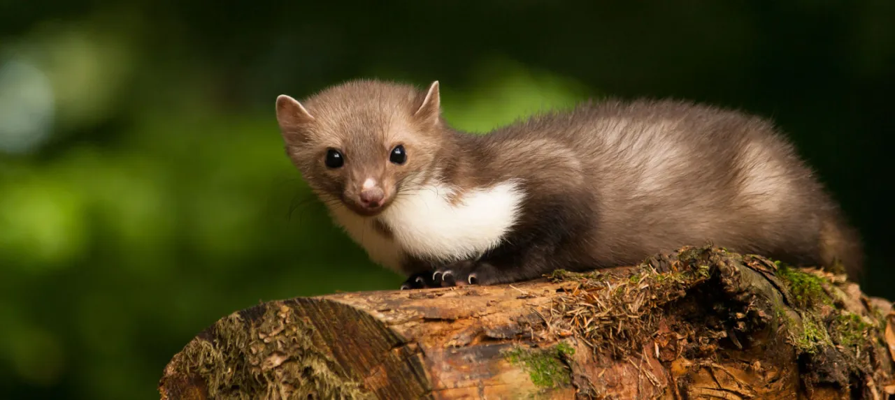 kuna domowa w ogrodzie