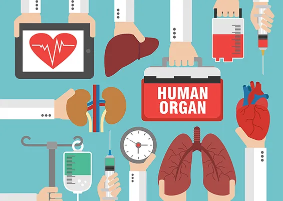 Zdjęcie Ustawa transplantacyjna: Kluczowe przepisy i ich wpływ na przeszczepy