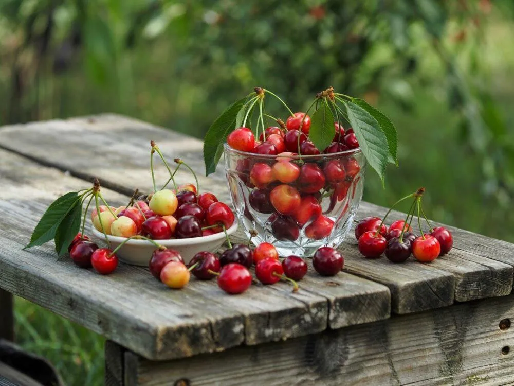 Zdjęcie Sezon na czereśnie kiedy? Sprawdź, kiedy są najlepsze czereśnie