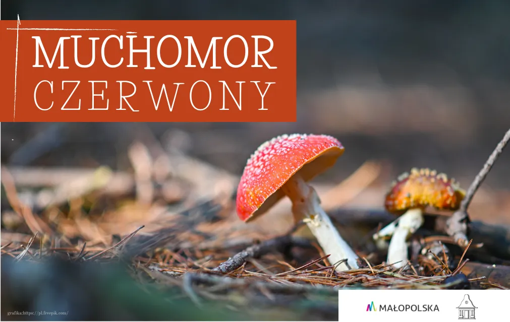 Zdjęcie Muchomor czerwony psychodelik: Halucynacje i ryzyko dla zdrowia