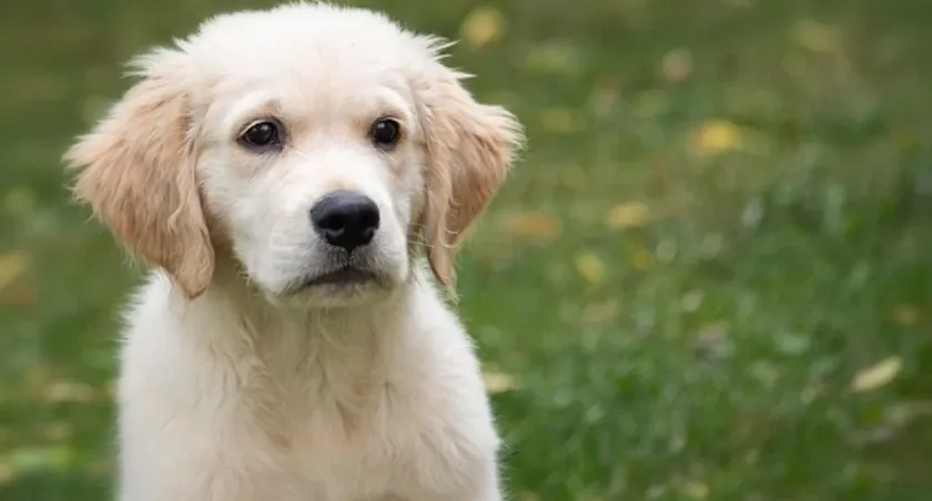 Zdjęcie Najlepsza karma dla szczeniaka golden retriever – uniknij błędów w diecie
