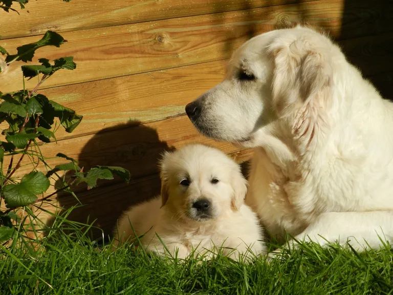 Zdjęcie Gdzie kupić golden retrievera w Polsce – uniknij złych hodowli