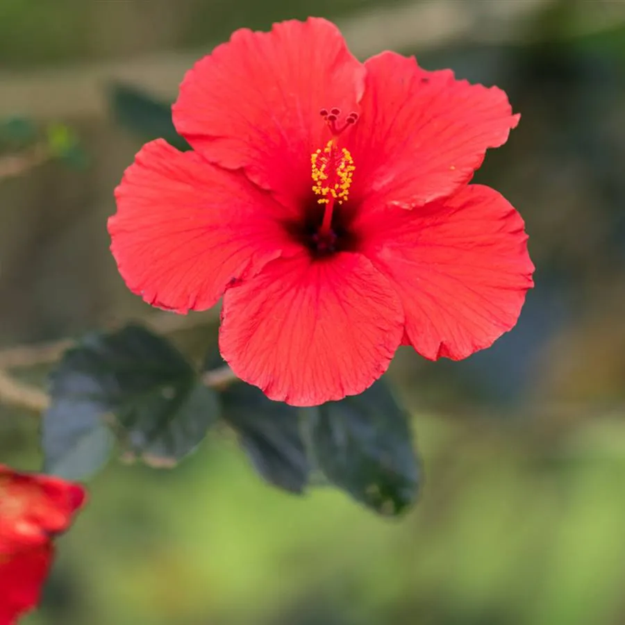 Zdjęcie ¿Hibisco árbol o arbusto? Entiende su clasificación y cuidados