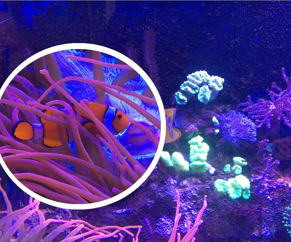 Zdjęcie Oceanarium Bydgoszcz - co warto zobaczyć i dlaczego nie przegapić