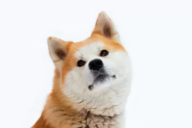 Zdjęcie Ile żyje akita inu? Fakty, które mogą cię zaskoczyć