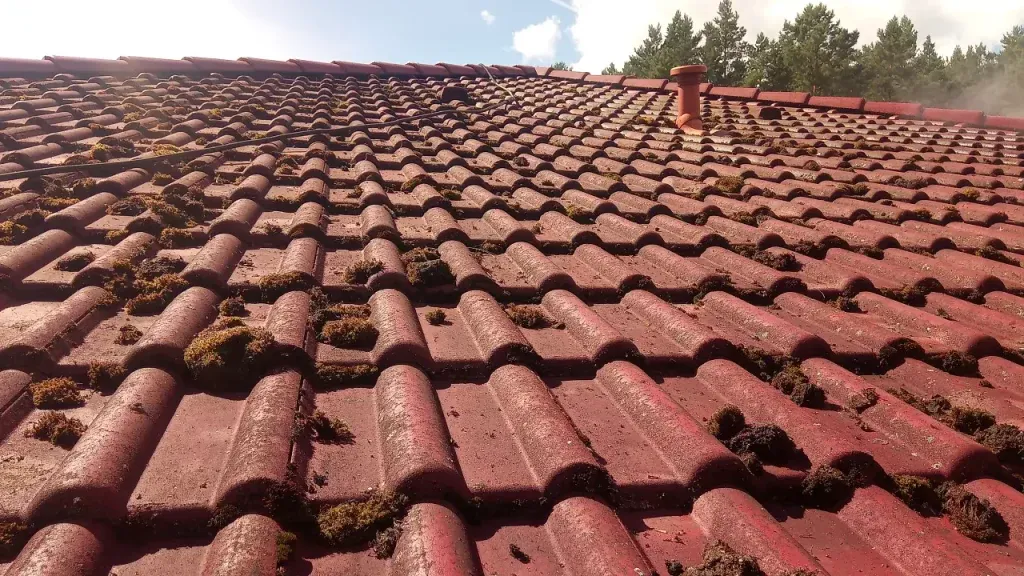 Zdjęcie Skuteczne sposoby na to, czym umyć dachówkę ceramiczną bez ryzyka