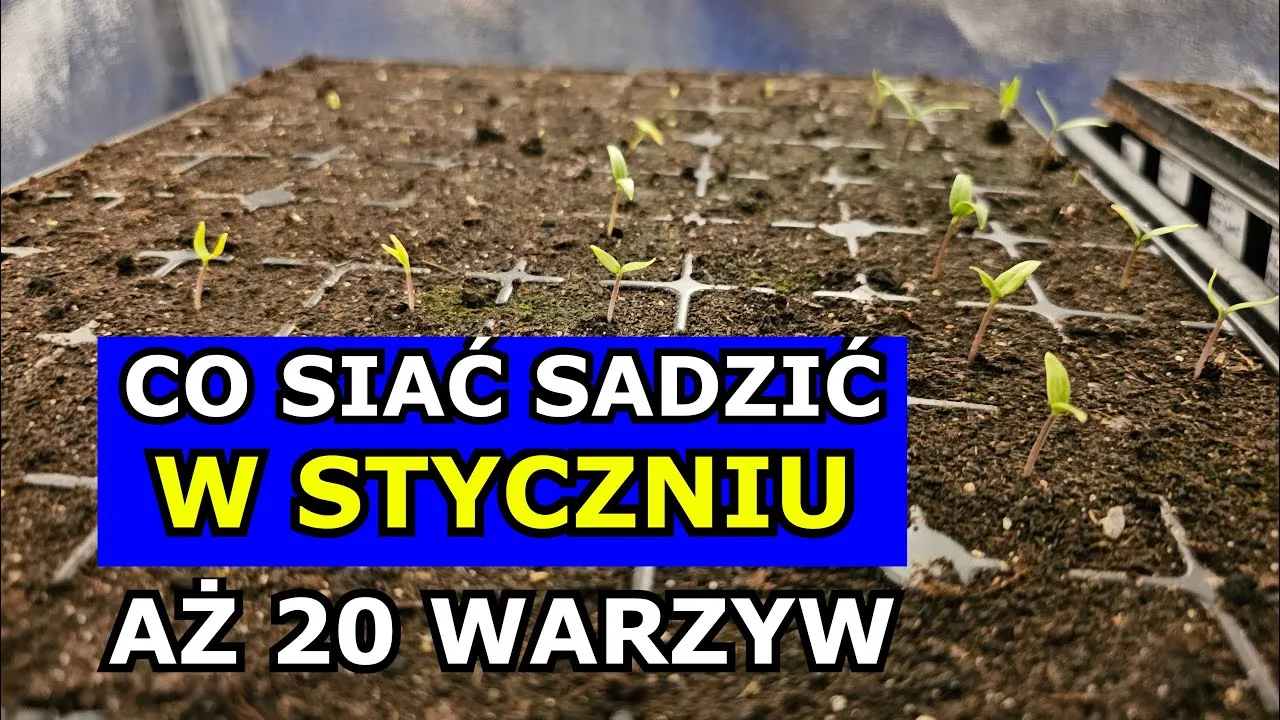 Zdjęcie Co sadzić w styczniu? Najlepsze warzywa i rośliny do uprawy