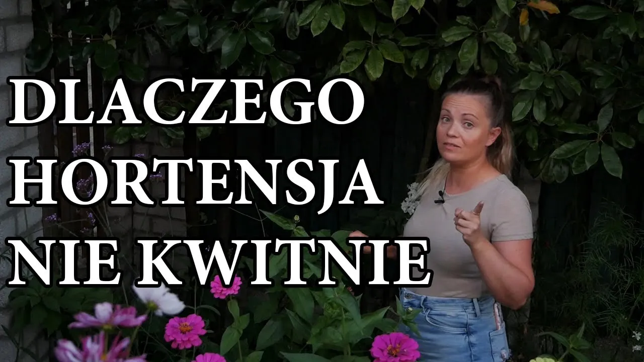 Zdjęcie Dlaczego hortensja nie kwitnie? Oto najczęstsze przyczyny braku kwiatów