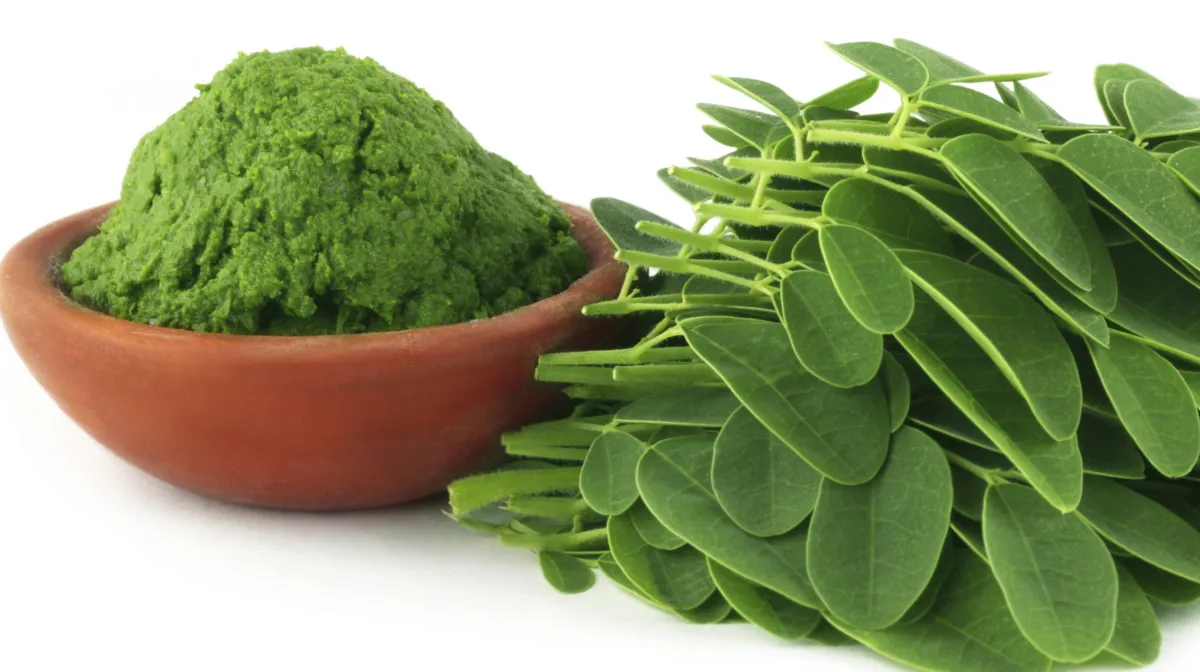 Zdjęcie Moringa na odchudzanie jak stosować - skuteczne metody i dawkowanie