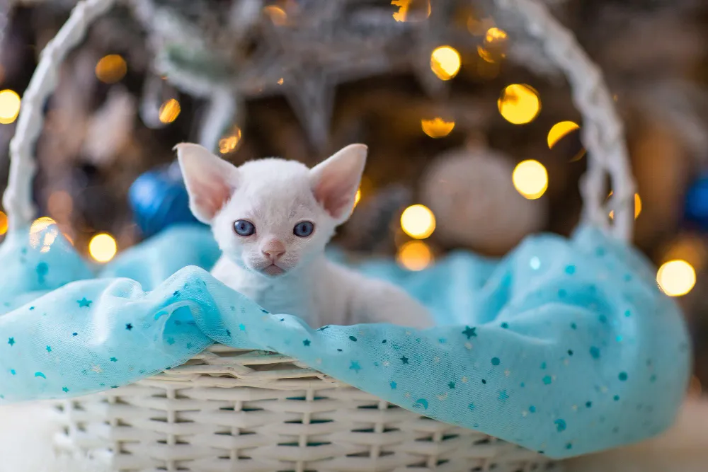 Zdjęcie Devon Rex dla alergika – czy to najlepszy wybór dla uczulonych?
