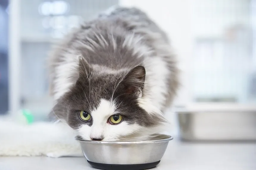 Zdjęcie Czy koty mogą jeść owies? Bezpieczne sposoby na zdrową dietę kota