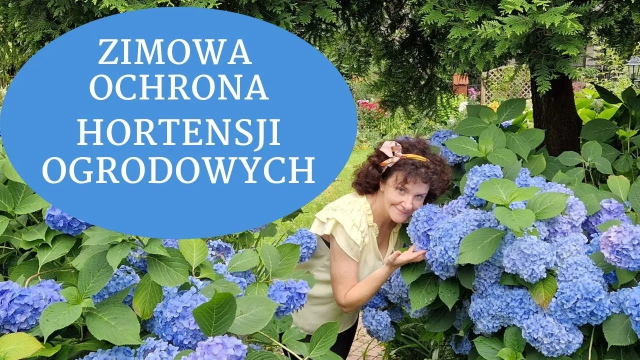 Zdjęcie Jak przycinać hortensje ogrodową na zimę: 5 kluczowych zasad