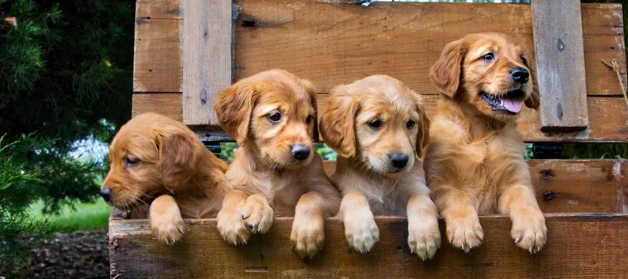 Zdjęcie Ile karmy dla szczeniaka golden retriever? Oto kluczowe wskazówki
