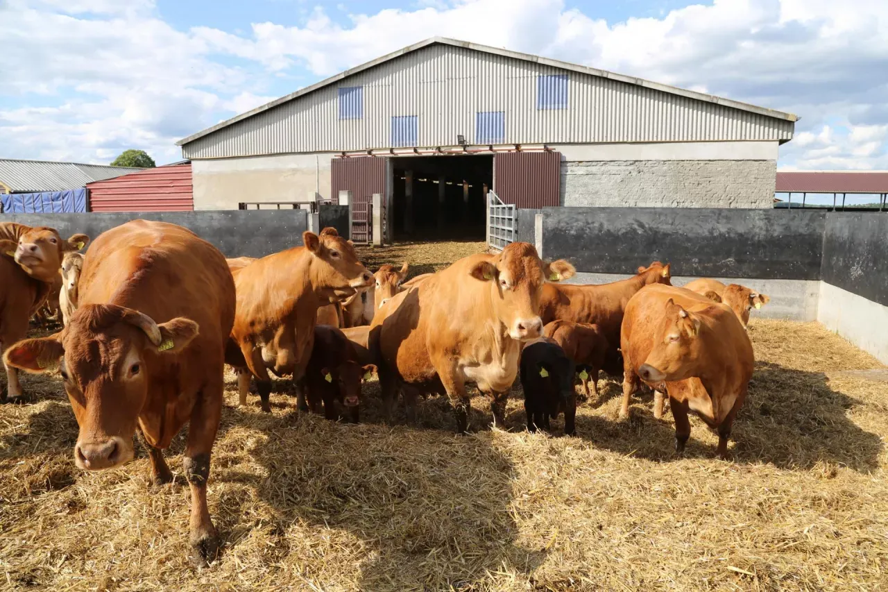 Stado brązowych jał&oacute;wek na słomie przed stodołą. Sprawdź aktualne ceny jał&oacute;wek na rynku.