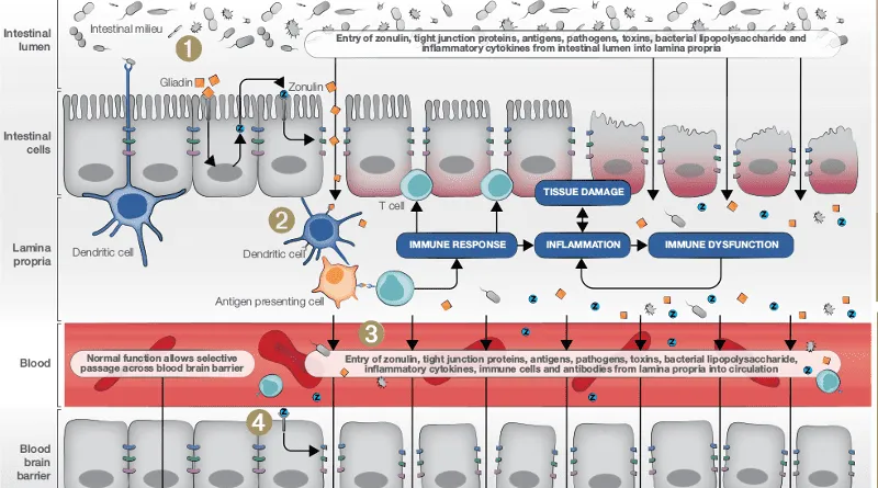 mechanizm działania trimebutyny jelita