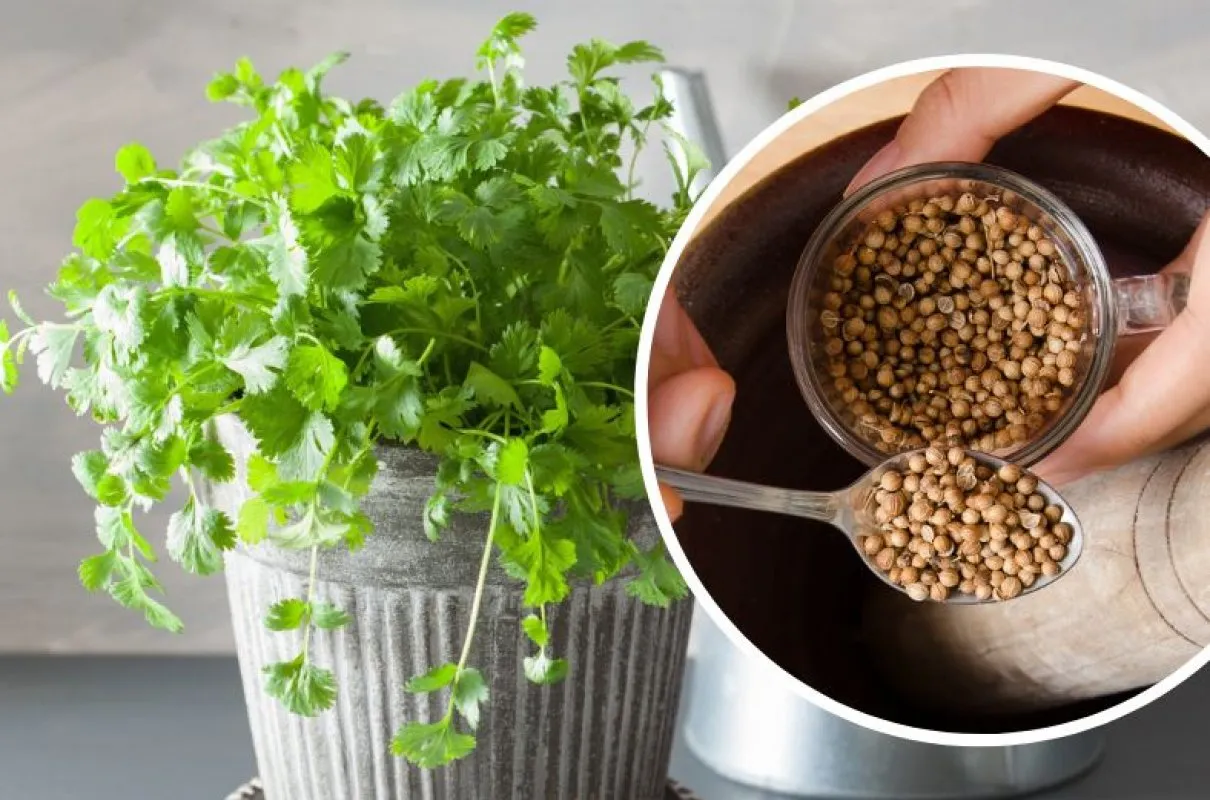 Świeża kolendra w doniczce i nasiona kolendry na łyżeczce. Kolendra do czego? Do przyprawiania potraw i dodawania aromatu.