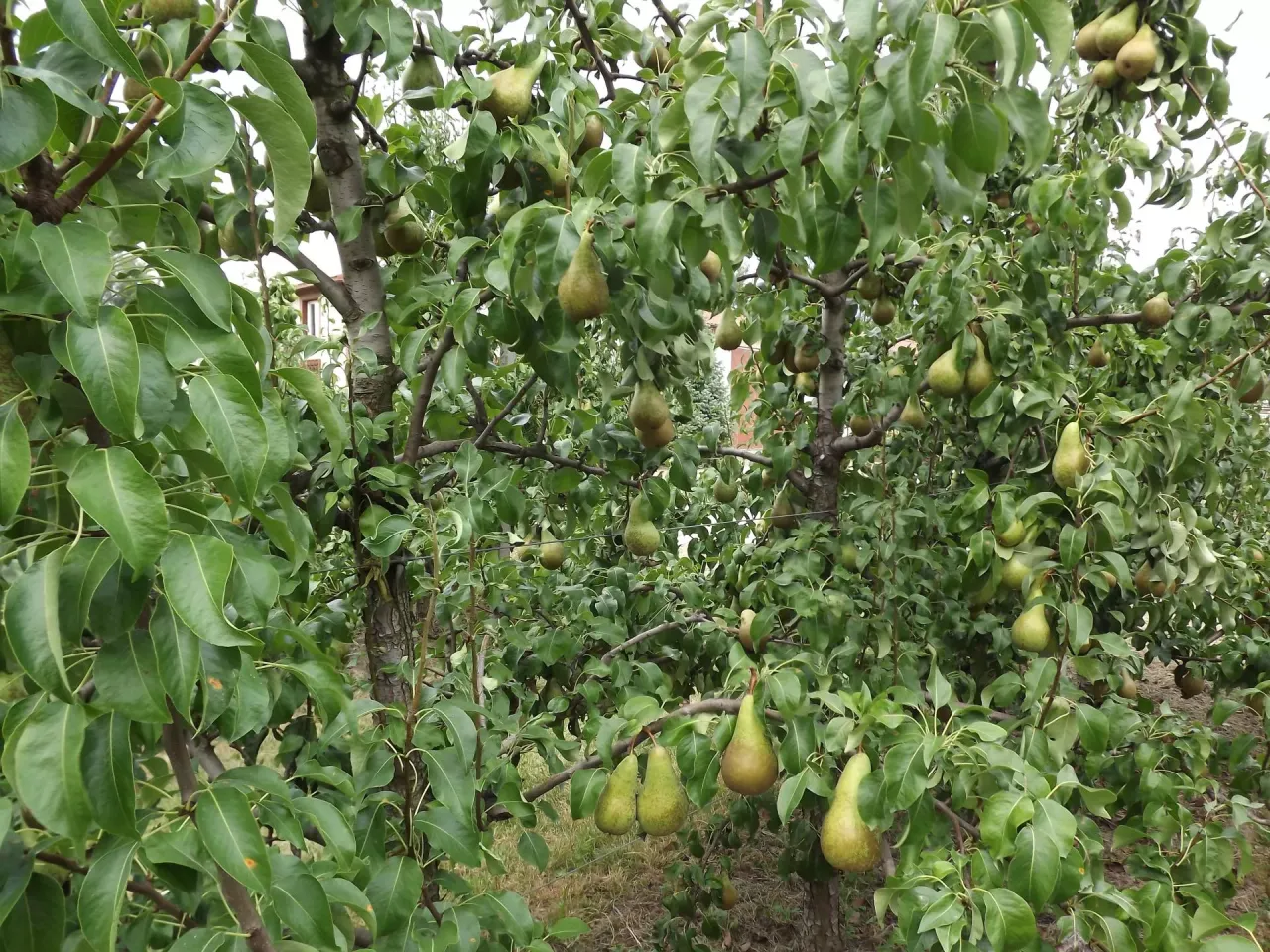 Gęsty sad gruszowy obfituje w dojrzałe owoce. Zielone liście i gałęzie tworzą gęstą osłonę dla dojrzewających gruszek.