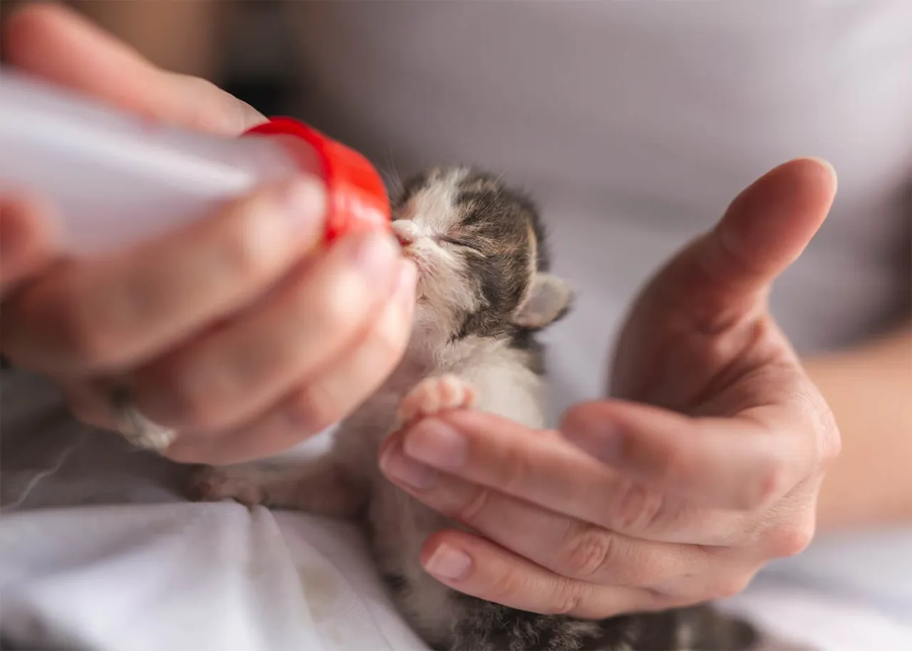 Mleko zastępcze dla kociąt i butelka