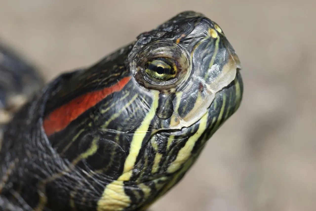 Bardzo stary żółw olbrzymi