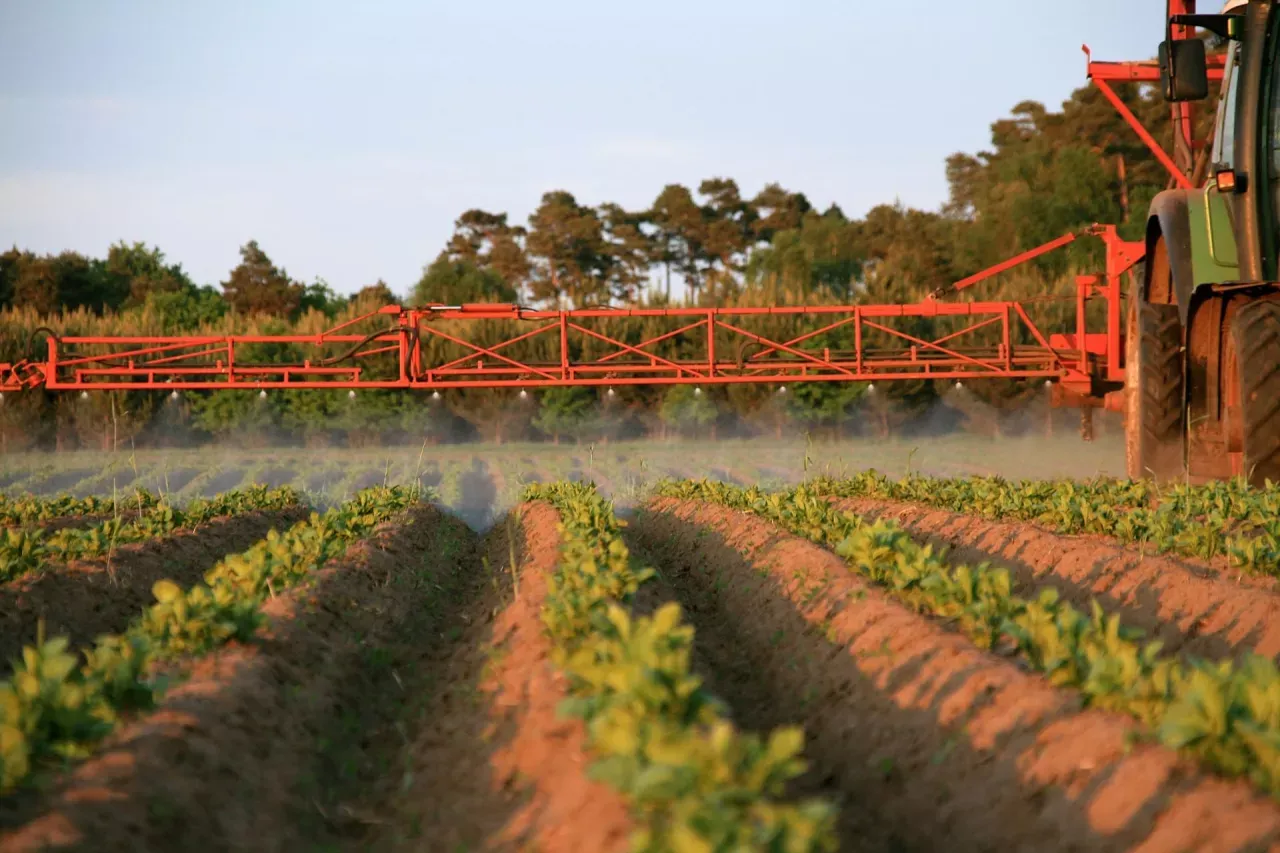 Traktor wykonuje oprysk na chwasty w ziemniakach. Widać rzędy młodych roślin i rozpylającą ciecz belkę opryskiwacza.