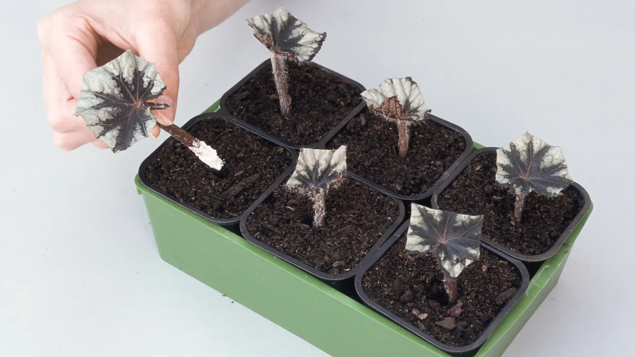 sadzonki pędowe begonii ukorzenianie