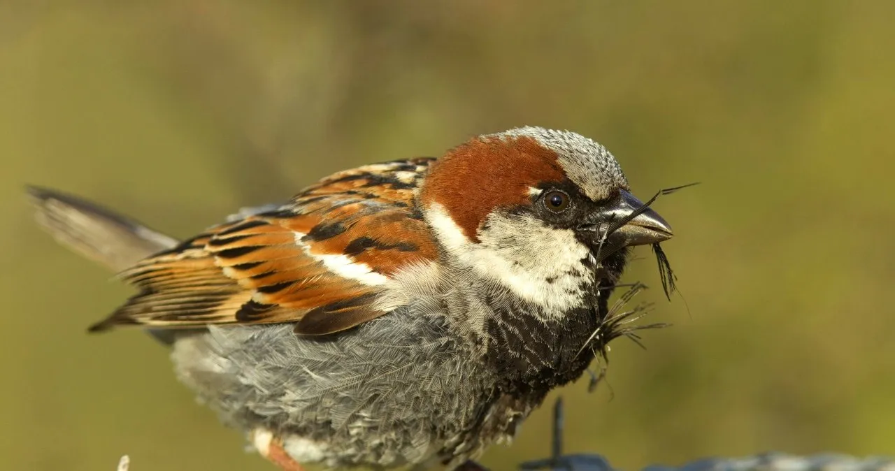 Wróbel zagrożenia drapieżniki