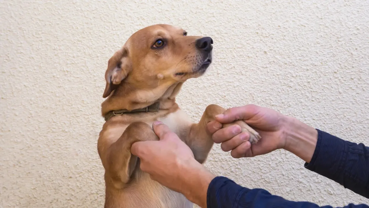 pies spokojnie wita gości trening