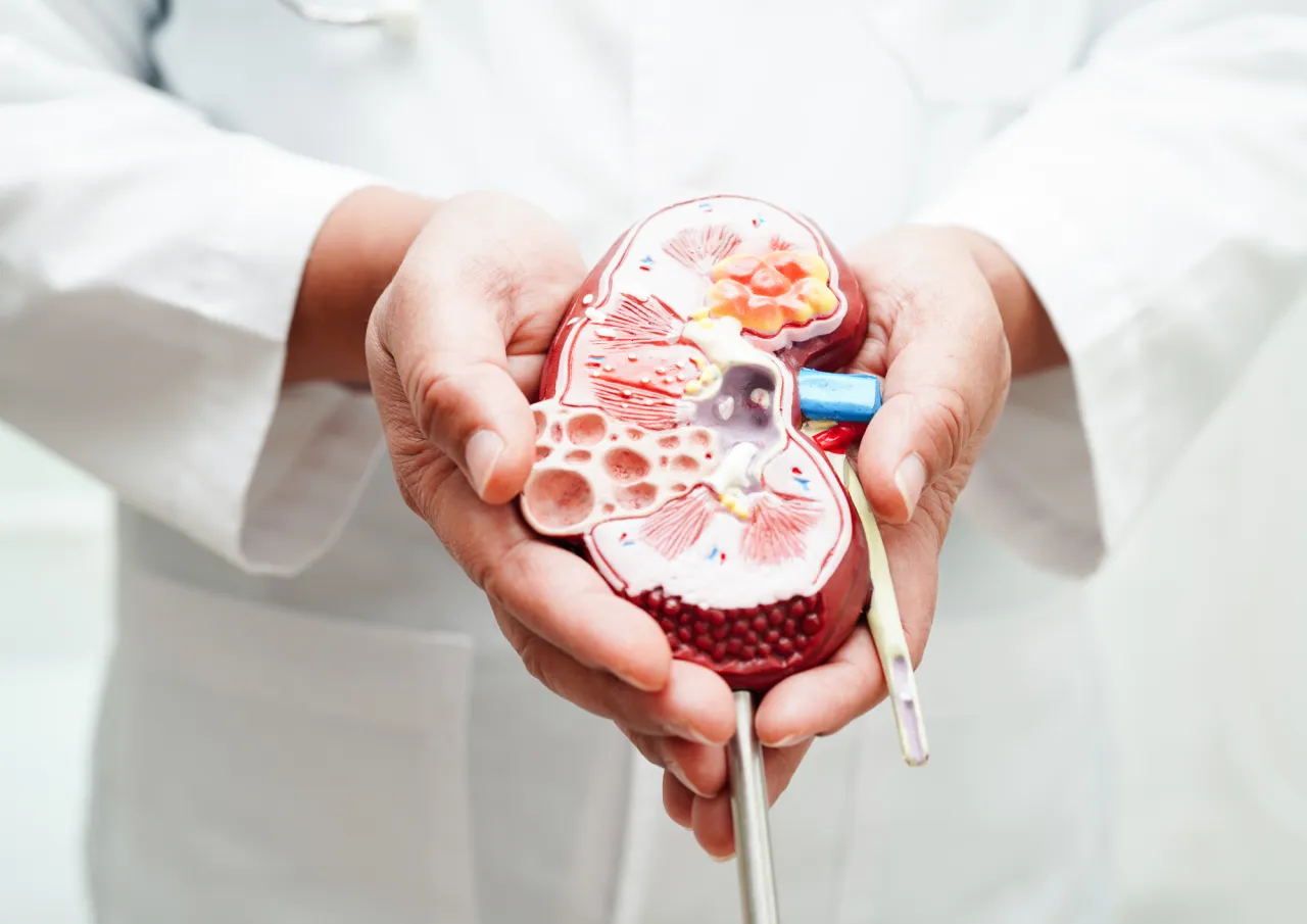 badanie kreatyniny nerki