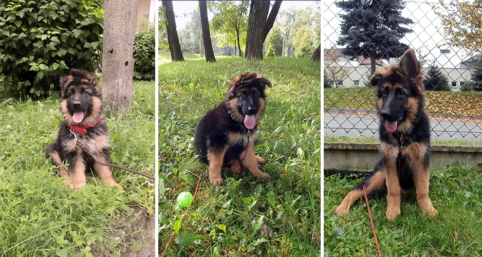 zdrowy 3-miesięczny szczeniak owczarka niemieckiego