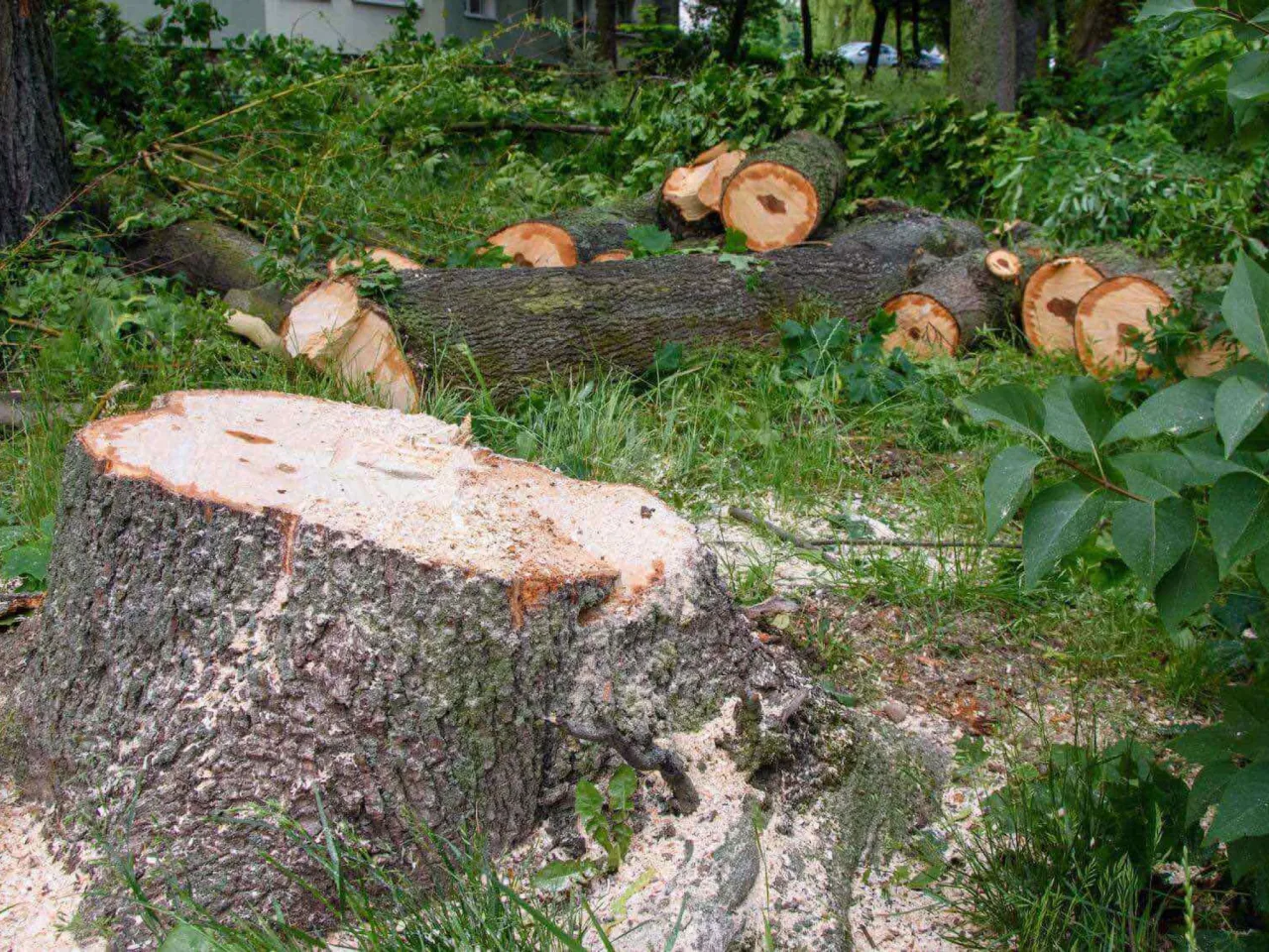 Ścięte pnie drzew i gałęzie leżą na trawie. Warto wiedzieć, do kiedy można ścinać drzewa, by nie naruszyć przepisów.