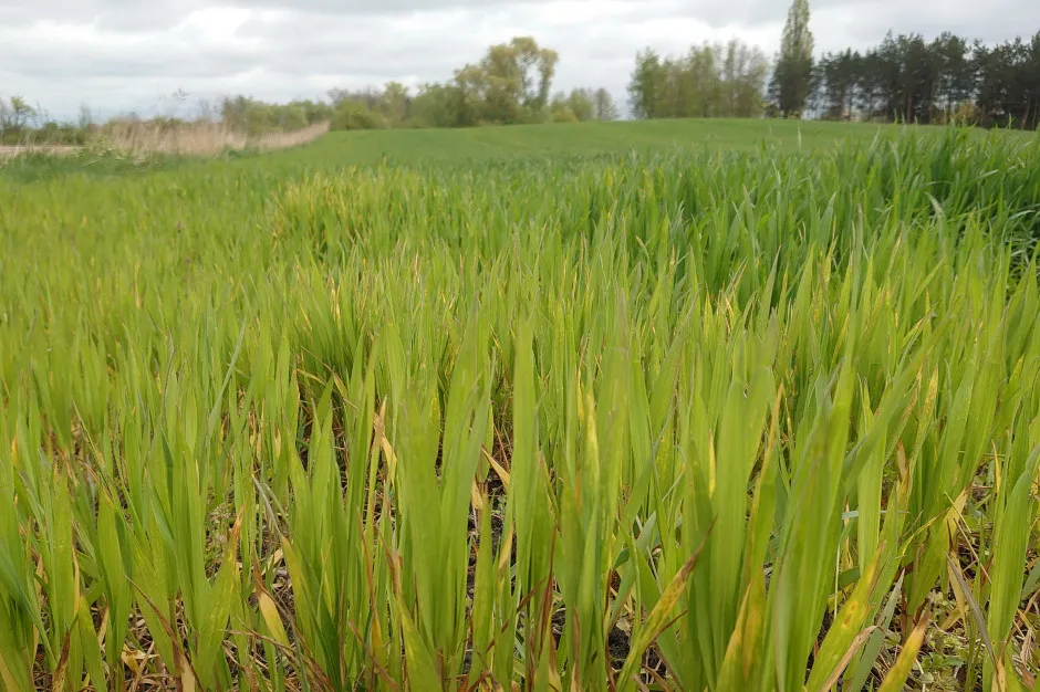 objawy niedoboru siarki pszenżyto ozime